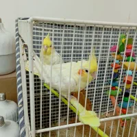 عروس هلندی نر و ماده تخم گذار