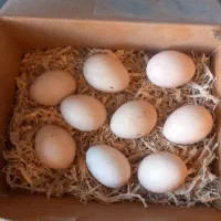 تخم مرغ نژادار تاج شاهی