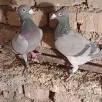 کفتر جفتگاه عالی|پرنده|فردوس (خراسان), |دیوار