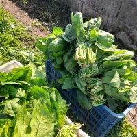 فروش اسفناج تازه چین عمده|خوردنی و آشامیدنی|ارطه, |دیوار