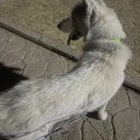 سگ هاسکی