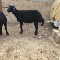 2راس توقلی قره قزل هموهترو