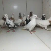 جوجه رنگی دسته ۱۵تایی