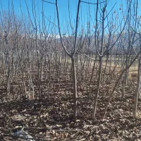 فروش نهال های گردو 4ساله