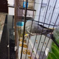 عروس هلندی|پرنده|سرپل ذهاب, |دیوار