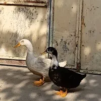 اردک