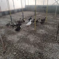 اردک نر و ماده تخم گذار|حیوانات مزرعه|هشتگرد, شهرک گلخانه|دیوار