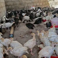 فروش بوقلمون سفید بیوتی 6وبوقلمون برونز