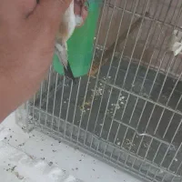 سهره نر گل پهن|پرنده|تهران, مسعودیه|دیوار