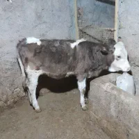 گوساله سیمینتال