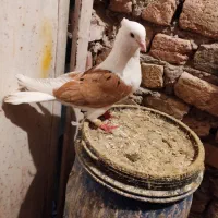 نر شو زرد خال سیا|پرنده|بروجرد, |دیوار