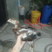 جوجه لاری اصیل
