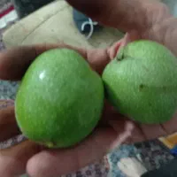 گردو درجه ۱ کاغذی