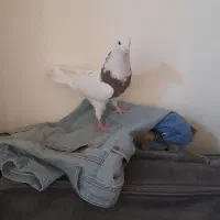 کبوتر طوقی|پرنده|شاهین‌شهر, گرگاب|دیوار