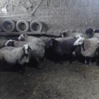 گوسفندابستن|حیوانات مزرعه|بلبان آباد, |دیوار