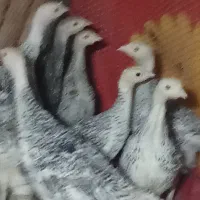 تخم بوقلمون نطفه دار