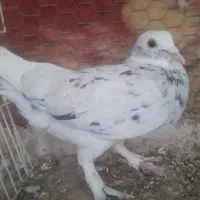 نر دورگ شازده سرور|پرنده|مبارکه, |دیوار