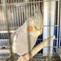 تنها فروشگاه گارانتی دار با ارسال رای*گان در شیراز|ماهی|شیراز, شهرک گلستان|دیوار