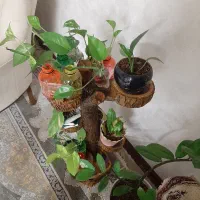 استند گل و گیاه