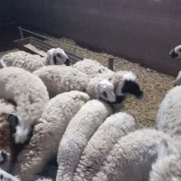 بره نر زنده باسکول