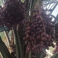 خرما خنزی