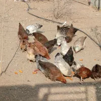 مرغ و خروس|حیوانات مزرعه|صحنه, |دیوار