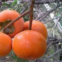 پیشفروش نهال شناسه دار خرمالو|خدمات باغبانی و درختکاری|بدره, |دیوار