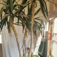 گل یوگا بزرگ