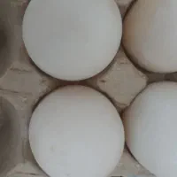 تخم اردک روسی /اسرائیلی/شمالی