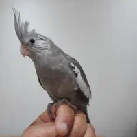 عروس هلندی