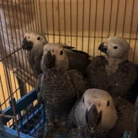 جوجه کاسکو|پرنده|تهران, دانشگاه شریف|دیوار