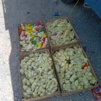 جوجه های سرحال