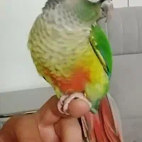 2عددگرینچیک