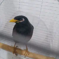 مرغ مینا مغلد قناری فنچ