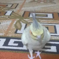 عروس هلندی گل باقالی