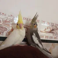 جفت جوجه دستی نر و ماده دونخور