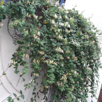 گل های گوناگون باغچه و اتاق مناسبترین قیمت|گل و گیاه طبیعی|رشت, حافظ آباد|دیوار