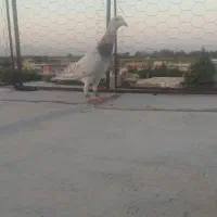 دو عدد کبوتر هفت رنگ نر گرفتنی