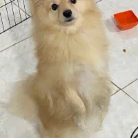 پامر عروسکی