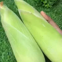بلال ذرت