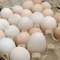 تخم مرغ محلی