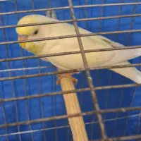 مرغ عشق نر هلندی مست اماده