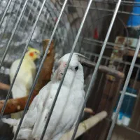 عروس هلندی
