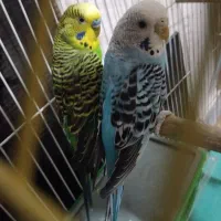 جفت مرغ عشق