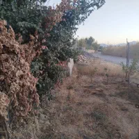 باغ پرآب|فروش زمین و ملک کلنگی|صالح آباد, |دیوار