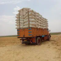 کاه گل گندم سرخوشه بشرط کردستان