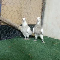 طوقی اجری ..|پرنده|شاهین‌شهر, خبرنگار|دیوار