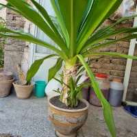 سوسن عنکبوتی|گل و گیاه طبیعی|ورامین, ورامین|دیوار