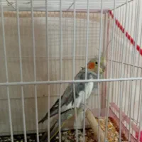 عروس هلندی