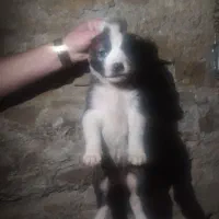 واگذاری سگ الابای و سراب